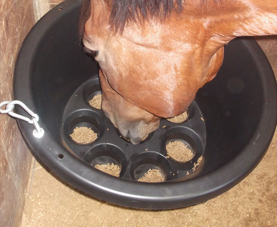 Slow Horse Feeders Feed Waste Horse Choke Houston Tx Pre