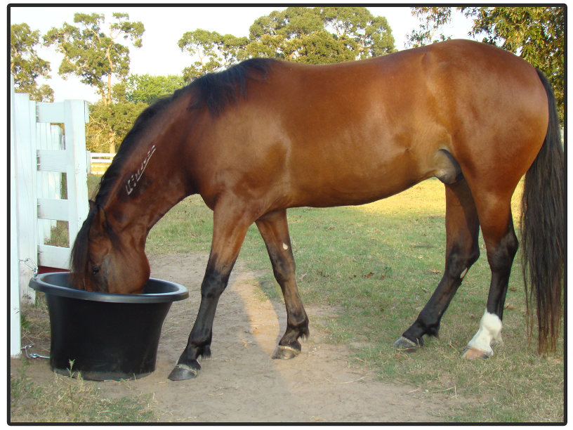 Slow Horse Feeders Feed Waste Horse Choke Houston Tx Pre